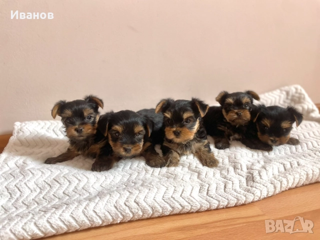 Йоркширски териер, снимка 1