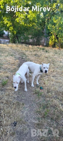 Мъжки за разплод Стра Загора , снимка 5 - Дого аржентино - 52661585