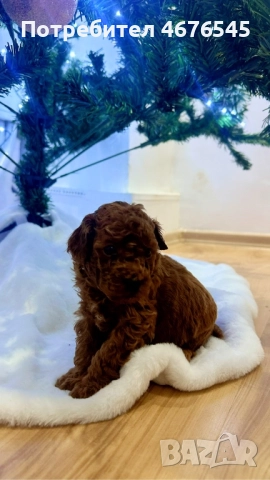 Мини пудел момче, снимка 3 - Пудели - 52776938