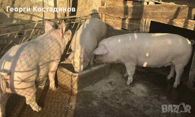 продавам домашни прасета 