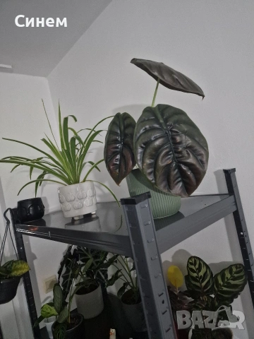 Alocasia cuprea / Алоказия купрея