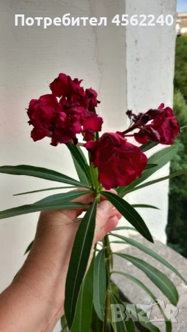 Олеандри (зокуми)