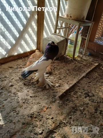  Седлати болани , снимка 3 - Гълъби - 52790834