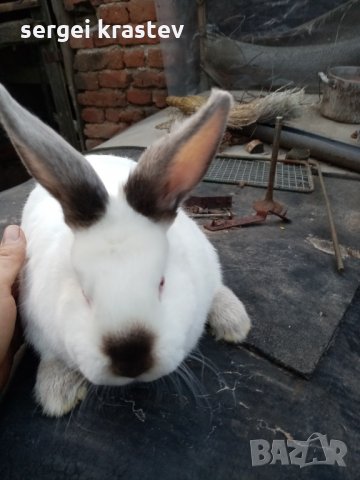 зайци, снимка 10 - Други животни - 27376415