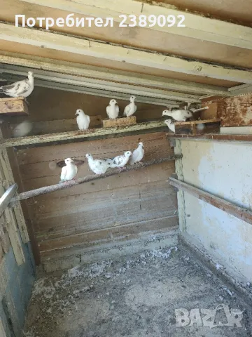 Скумрийки, снимка 2 - други­ - 47727683