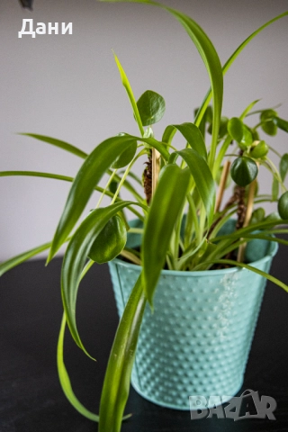 🌿 Китайска паричка (Pilea peperomioides) + Хлорофитум (Chlorophytum comosum) в едно 🌿, снимка 9 - Стайни растения - 52061152