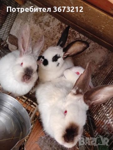 Мъжки зайци , снимка 2 - Други - 53290807