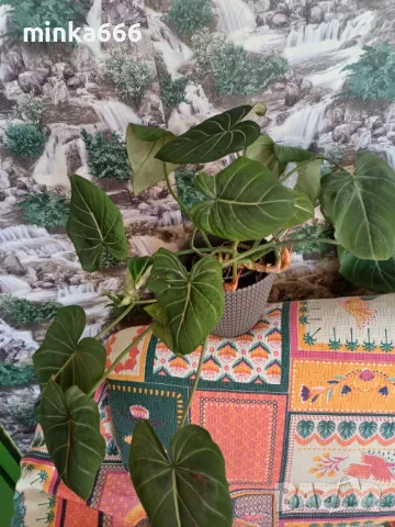 Филодендрон Зебра, снимка 1