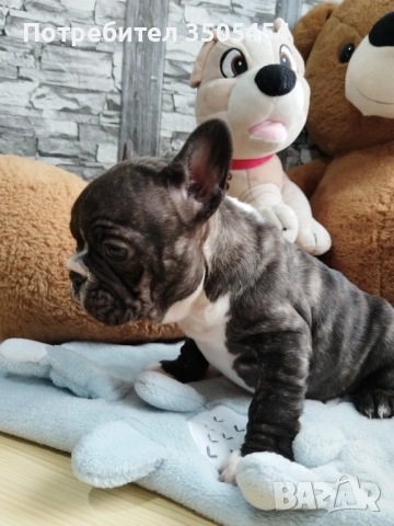Френски булдок , снимка 4 - Френски булдог - 53276310
