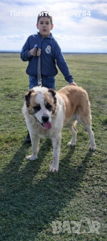 Продавам Сао алабай 