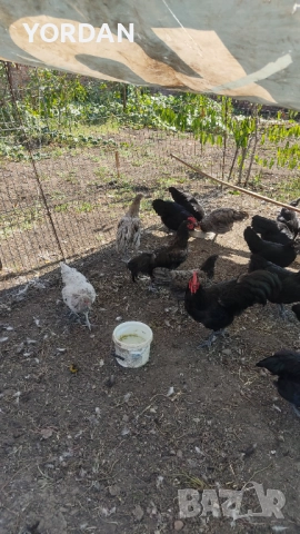 Австролоп , снимка 2 - Кокошки и пуйки - 51666509