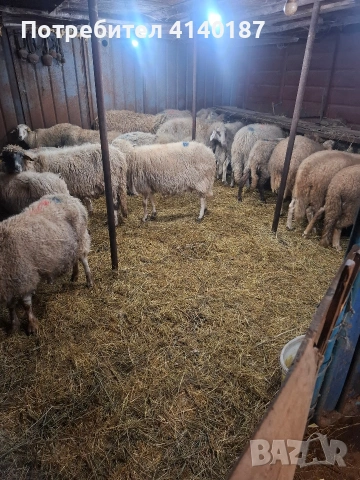 продавам 17бр овце , снимка 3 - Овце - 53026618