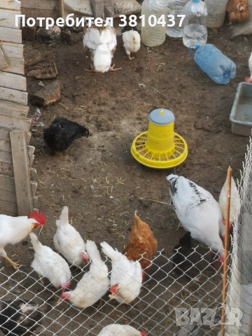 продавам Бял легхорн Ярки, снимка 5 - Кокошки и пуйки - 52951334