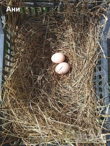 Био яйца от домашни щастливи кокошки в планинско село, снимка 2 - Домашни продукти - 43290905