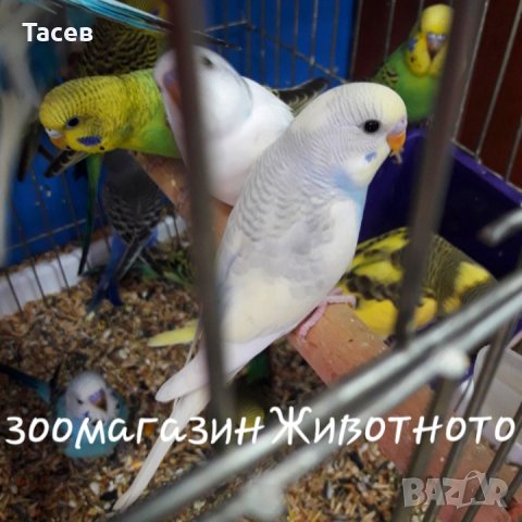 Вълнисти папагалчета в Папагали в гр. София - ID28757354 — Bazar.bg