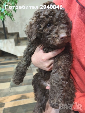 Кучета Лагото Романьоло 