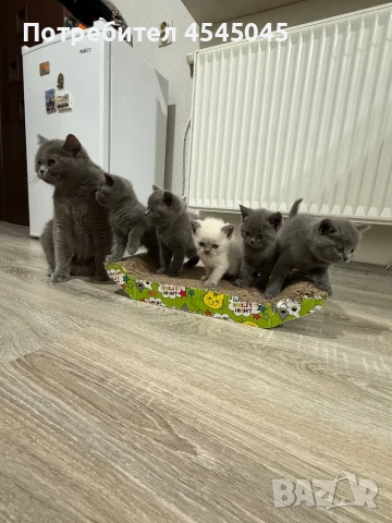 Британски късокосмести котета, снимка 1