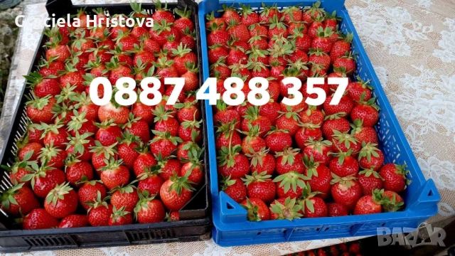 Продавам качествен разсад ягоди , снимка 3 - Градински цветя и растения - 53496428