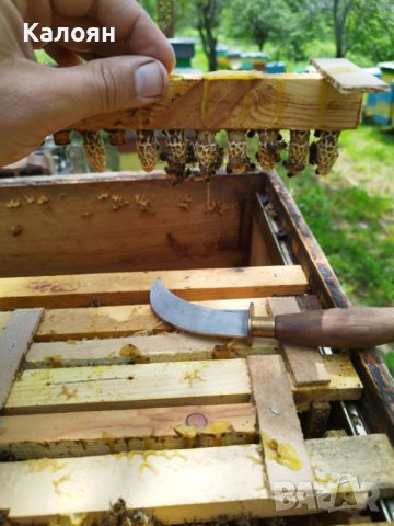 Пчелни отводки  сезон 2024 записване, снимка 3 - За пчели - 43262933