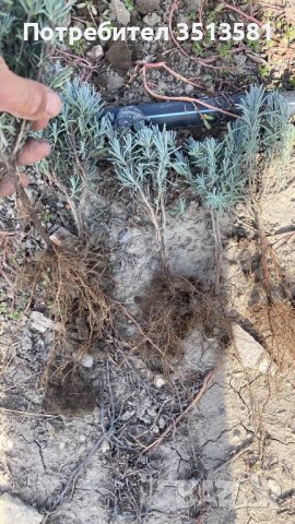 Разсад лавандуа на едро и дребно, снимка 7 - Други - 38270060