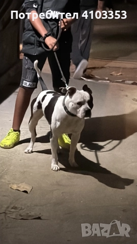 ТОП американско були за разплод по всяко време