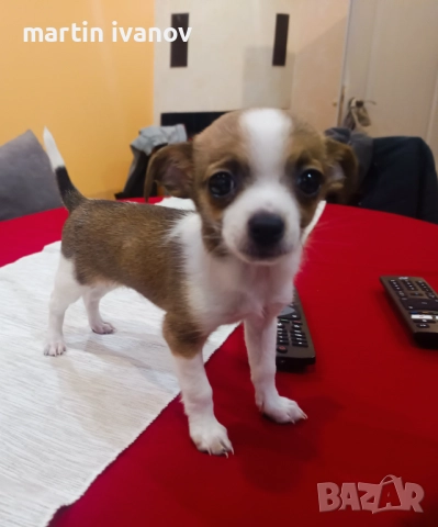 Чихуахуа, снимка 3 - Чихуахуа - 52597146