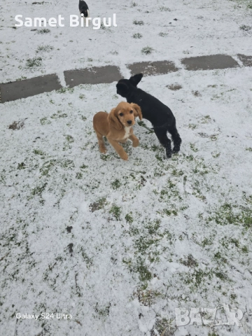 Prodavam koker na tiring meseca Jenson ima vaksa namirase v selo pet mogili oblas sumen t 0892773368, снимка 4 - Кокер шпаньол - 52920774