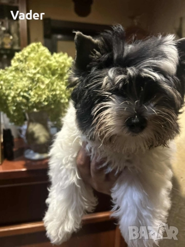 Бивер териери, снимка 4 - Други - 51737972