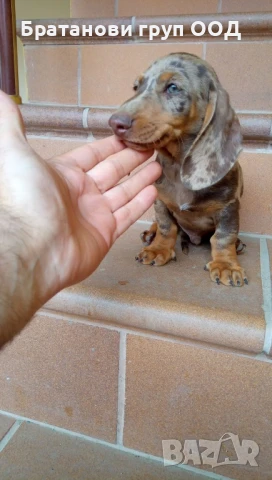 Дакел Шоко мерле, снимка 2 - Дакели - 50862299