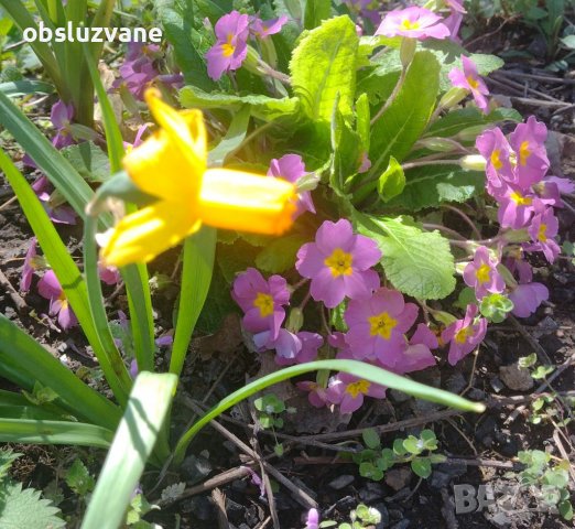Нарцис Сейлър лодка, снимка 2 - Градински цветя и растения - 40141704