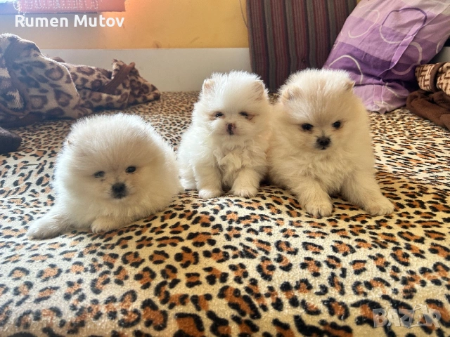 Померан , снимка 5 - Померан - 53585128