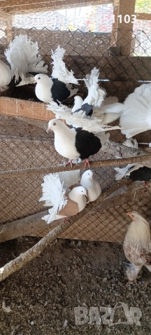 Продавам Фенерлии, снимка 7 - Гълъби - 52433577