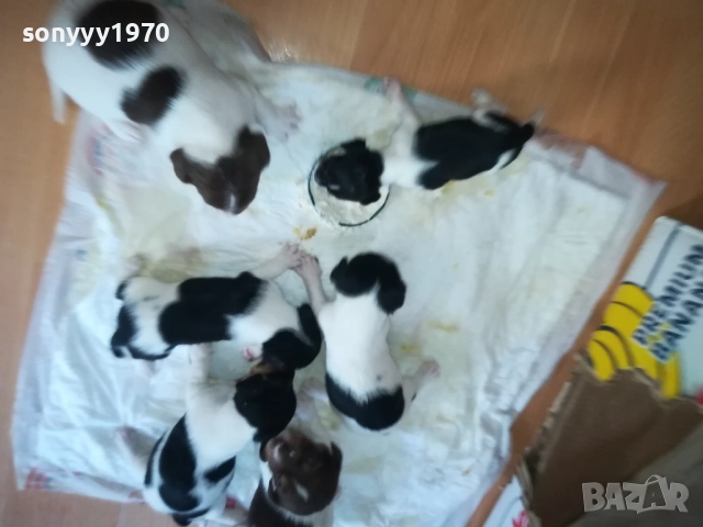 ПРОДАВАМЕ КУТРЕТА-ДЖАК РЪСЕЛ 250ЛВ ЗА 1БР 0309251809, снимка 15 - Джак ръсел териер - 51595617