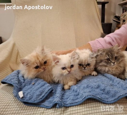 Персийски котенца