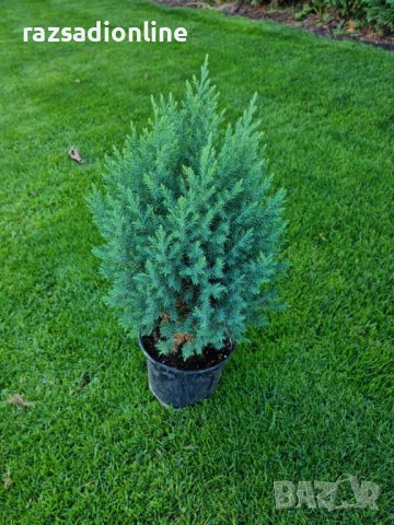 Юниперус Стрикта, снимка 3 - Градински цветя и растения - 38243003