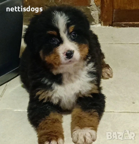 Сладки Бернски Овчарки, снимка 7 - Белгийска овчарка - 40206354