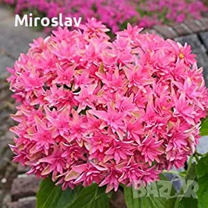 Хортензия Принцеса Даяна, снимка 6 - Градински цветя и растения - 50205799