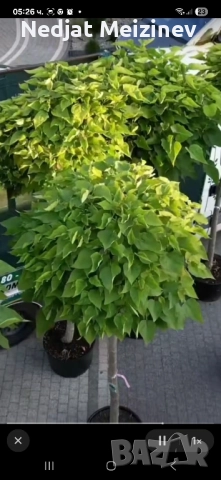 Каталпа НАНА фиданки, снимка 5 - Разсади - 51791021