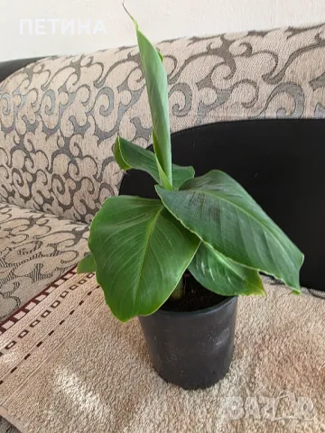 Банан , снимка 2 - Стайни растения - 50279323