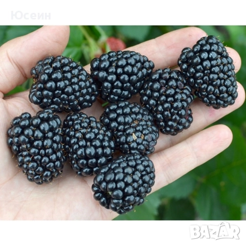 разсад от къпина без бодли, снимка 5 - Разсади - 52673982