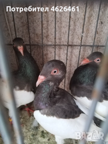 Датски летачи, снимка 5 - Гълъби - 52098870