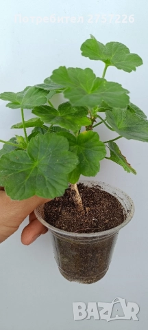 Millfield rose , снимка 4 - Стайни растения - 52510003