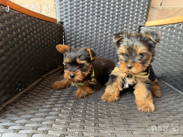 Йоркширски териери Актуално от 5.12.2025, снимка 6 - Йоркширски териер - 52558885