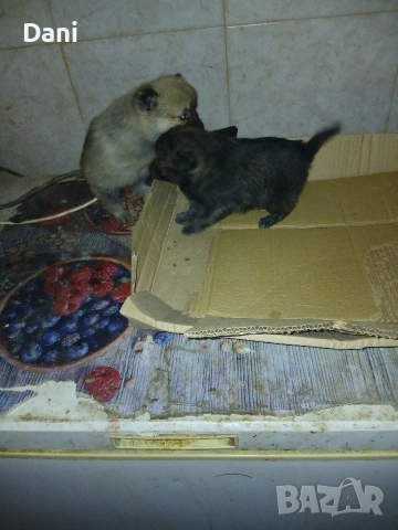 Mini wpicove, снимка 5 - Шпиц - 53598502