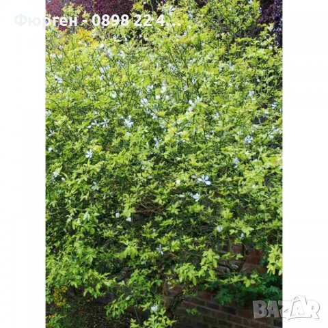 Poncirus trifoliata / Див лимон, снимка 4 - Разсади - 37305243