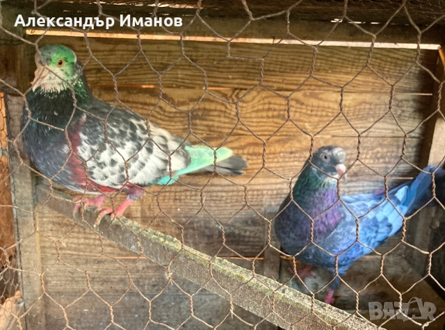 Гълъби, снимка 3 - Гълъби - 52188809