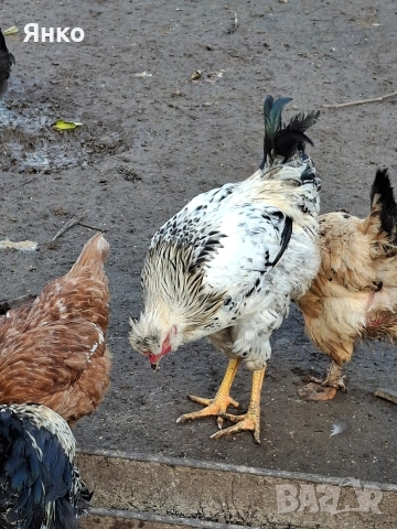 Домашни петли, снимка 10 - Кокошки и пуйки - 52912712