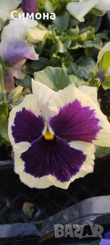 Продавам теменужки, снимка 3 - Градински цветя и растения - 53522788