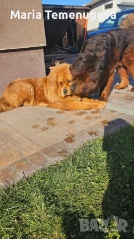 Тибетски мастиф , снимка 9 - Мастиф - 53327433