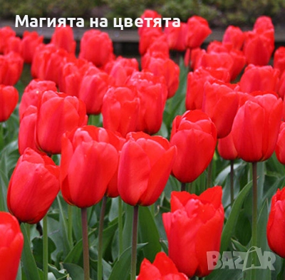 Разпродажба Лалета луковици 10 цвята, снимка 4 - Градински цветя и растения - 52306166